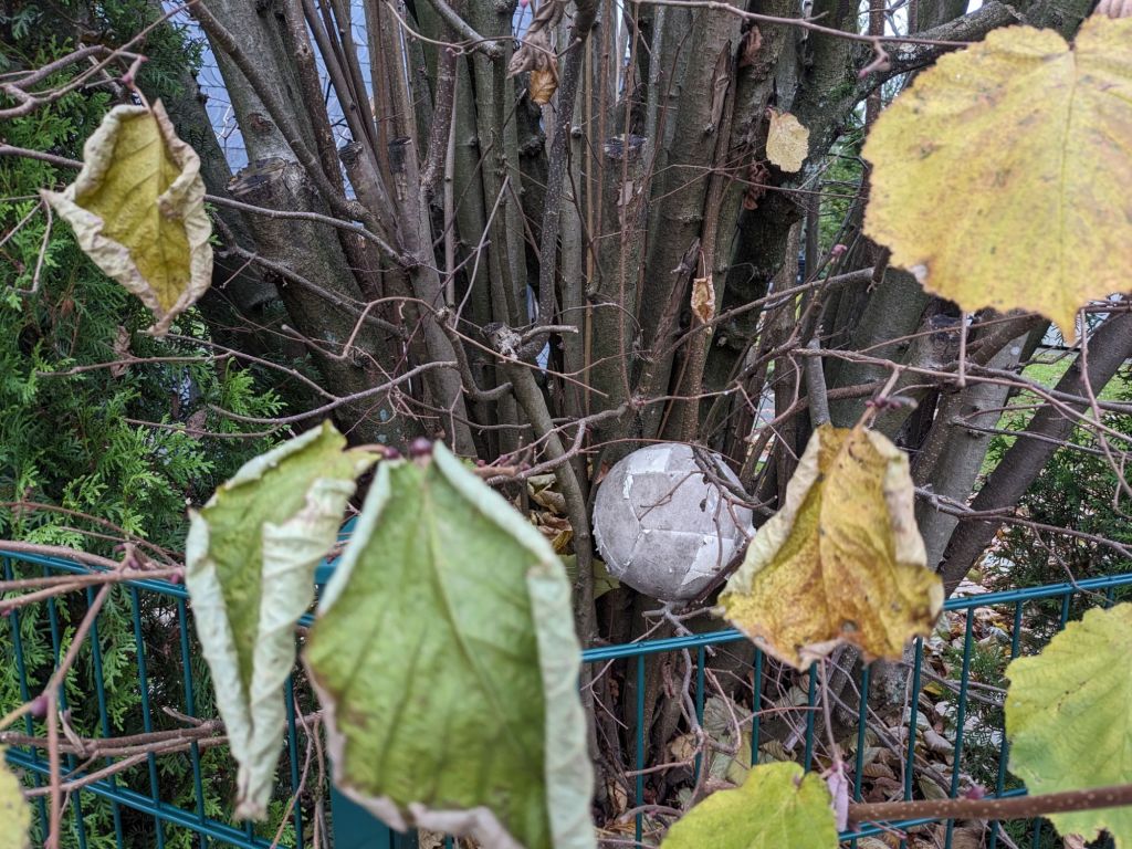 Im Vordergrund ein grüner Zaun, dahinter ein Haselstrauch mit gelbem Laub, in dessen Ästen sich ein Fußball verfangen hat.
Zusammen mit dem Beitragstext ergibt sich, dass der Hasel der Torwart in einem Fußballspiel sein soll.