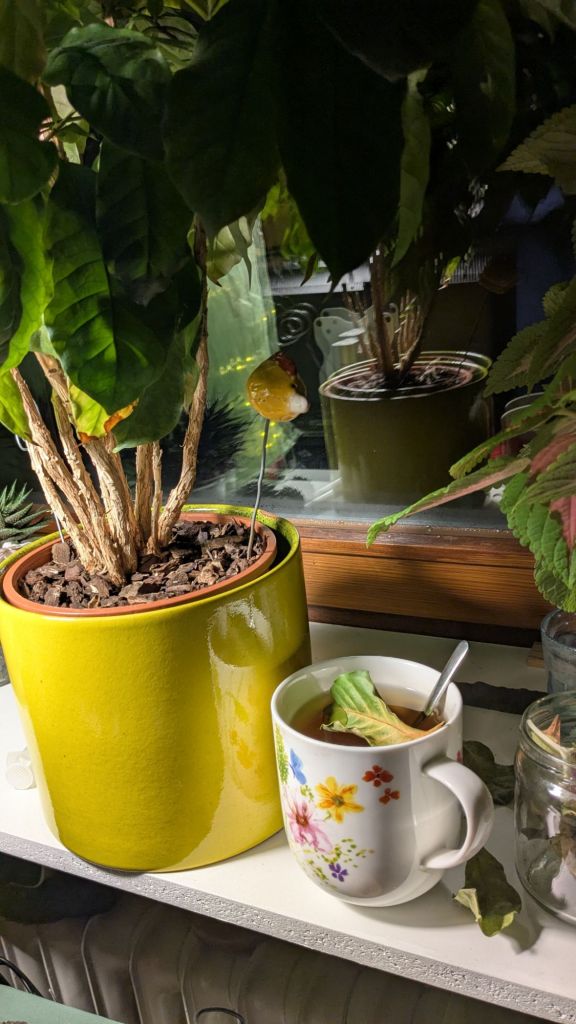 eine große Zimmerpflanze im gelben Übertopf, gespiegelt in der Fensterscheibe gleich dahinter. (Es ist meine Coffea arabica, zu deutsch: Kaffeestrauch) Einige vertrocknete Blätter sind auf die Fensterbank gefallen, eins davon in meine große geblümte Tasse mit Kräutertee.